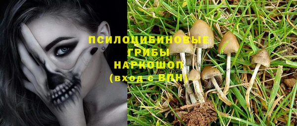 прущие грибы Медногорск